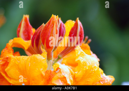 Rododendro Foto Stock