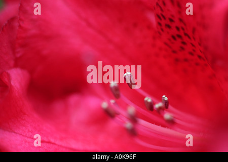 Close up di fiori d'estate Foto Stock