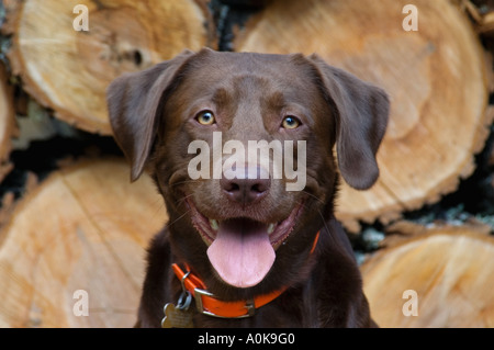 Il cioccolato Labrador Retriever ritratto Wisconsin Foto Stock