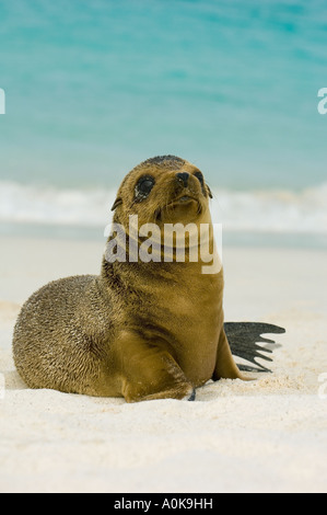 Le Galapagos Sea Lion cuccioli (Zalophus wollebaeki) cuccioli giocando le Galapagos Foto Stock