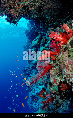 Colorata Barriera Corallina Ras Mohamed Sinai Mar Rosso in Egitto Foto Stock