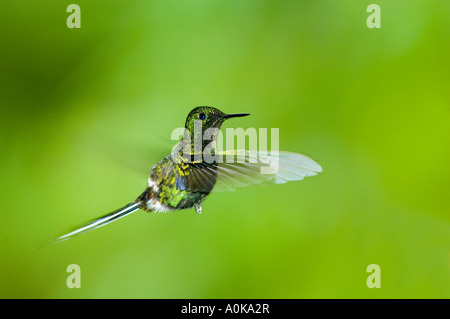 Hummingbird, Verde Thorntail (Popelaria conversii) maschio Buenaventura riserva provincia di El Oro Ecuador Foto Stock