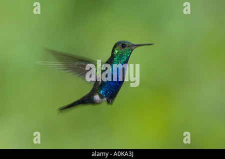 Hummingbird viola-panciuto (Damophila julie) Buenaventura Riserva, El Oro, ECUADOR Foto Stock