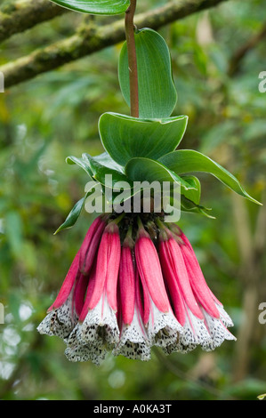 Fiori (Bomarea pardina) Selvatica Bellavista Riserva, Cloud Forest, Ande occidentali ECUADOR Foto Stock