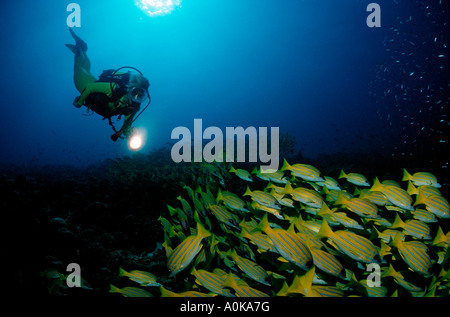 Subacqueo e Bluestripe snapper Lutjanus kasmira Oceano indiano Isole Maldive Foto Stock