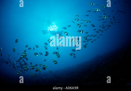 Subacqueo e Pennant Bannerfishes Heniochus diphreutes Oceano indiano Isole Maldive Foto Stock