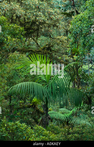 ECUADOR, Ande occidentali, Cloud Forest, Bellavista riserva vicino Mindo Foto Stock