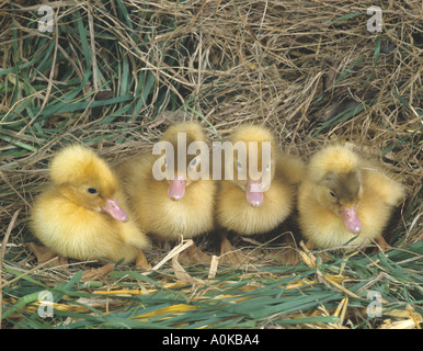 Quattro nuovi crestato tratteggiata papere in fila Foto Stock