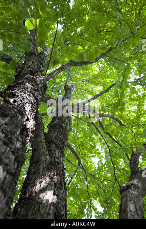 Katsura tree Cercidiphyllum japonicum un albero a foglie decidue dal Giappone a Seattle nello stato di Washington STATI UNITI D'AMERICA Foto Stock