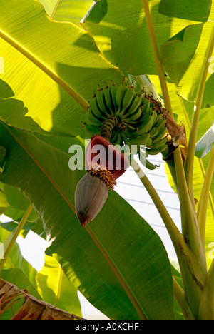 Grappolo di banane sulla banana palm Foto Stock