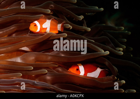 Clown anemonefishes Amphiprion ocellaris Komodo Oceano Indiano Indonesia Foto Stock