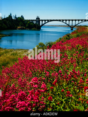 Rosso brillante fiori selvatici coprire una collina lungo il Fiume di Rogue vicino a Spiaggia d'oro nel sud della Oregon Foto Stock