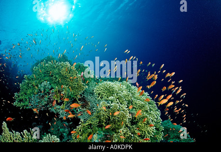 Fire coralli con Anthias Milepora sp Hamata Mar Rosso in Egitto Foto Stock