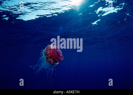 Crown meduse nel mare aperto Netrostoma setouchina Mar Rosso in Egitto Foto Stock