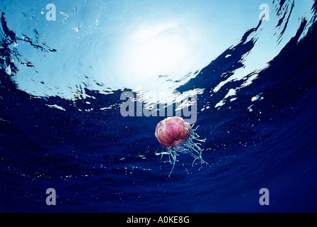 Crown meduse nel mare aperto Netrostoma setouchina Mar Rosso in Egitto Foto Stock