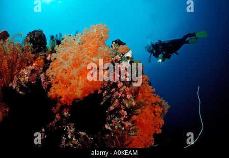 Immersioni subacquee a Coral Reef Raja Ampat Irian Jaya Papua Occidentale Indo Pazific Indonesia Foto Stock