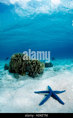 Blue Starfish Linckia laevigata Foto Stock
