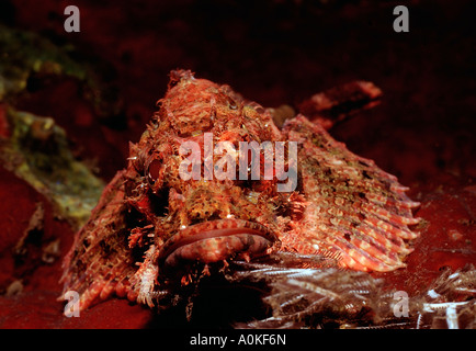 Scorfani Tassled Scorpaenopsis oxycephalus'Oceano Indiano di Bali Indonesia Foto Stock