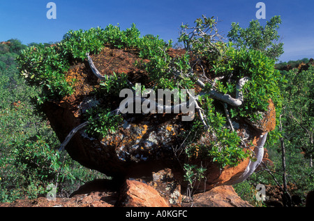 Boulder coperta con radici e bush il Waterberg table mountain Waterberg Plateau Parco Nazionale della Namibia in Africa Foto Stock