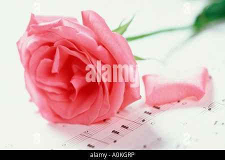 Bocciolo di rosa sul foglio di musica Foto Stock