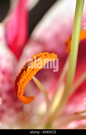 Giglio rosa stella Foto Stock