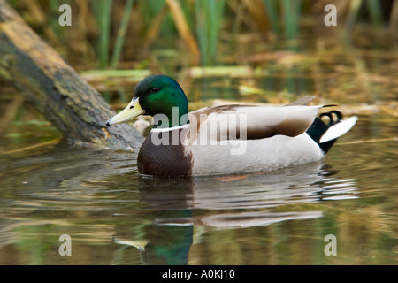 Maschio di Germano Reale Anas platyrhynchos su acqua fowlmere cambridgeshire Foto Stock