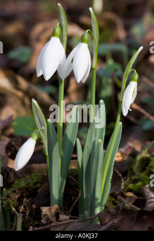 Nizza stand di bucaneve Galanthus nivalis dettaglio shefford bedfordshire Foto Stock