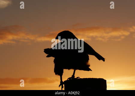 Comune Poiana appollaiata sul ceppo di albero contro il tramonto Foto Stock