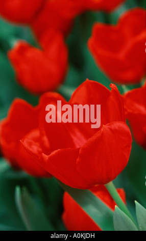 Tulip Stati Uniti Tulipa greigii Foto Stock