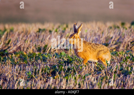 Brown lepre Lepus europaeus permanente avviso di ricerca nel campo delle stoppie therfield hertfordshire Foto Stock