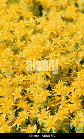 Mordere Stonecrop Sedum acre Foto Stock