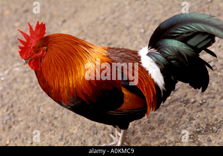 Rosso e il Gallo Nero in strada Kauai Hawaii USA Foto Stock