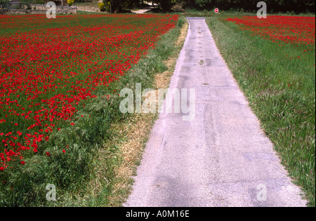 Strada tra i campi di papavero in Provenza Francia Foto Stock