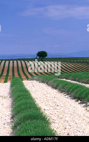 Valenso Campo di lavanda in tarda primavera Francia Foto Stock