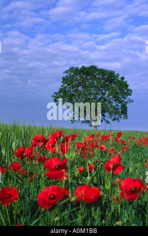 Struttura ad albero singolo e di papavero a sunrise in Provenza Francia Foto Stock