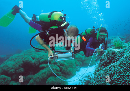 Scienziato la raccolta di dati sui coralli, Sulawesi Indonesia Foto Stock