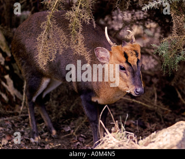 Muntjac deer (Muntiacus reevesi) maschio Foto Stock