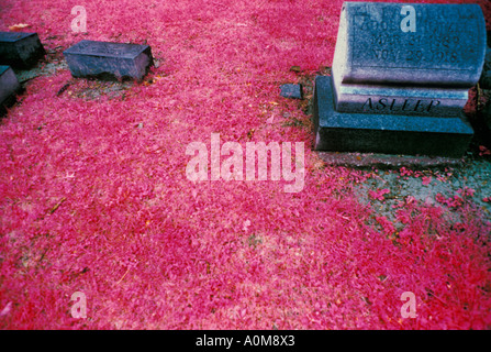 Colore infrarossi tomba nel cimitero cimitero monumento addormentato epitah morte morire morto epitaffio tomba monumento infra rosso Foto Stock