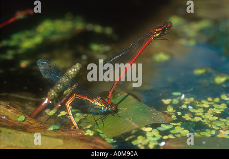 Rosso grande accoppiamento Damselflies sul laghetto in giardino Foto Stock