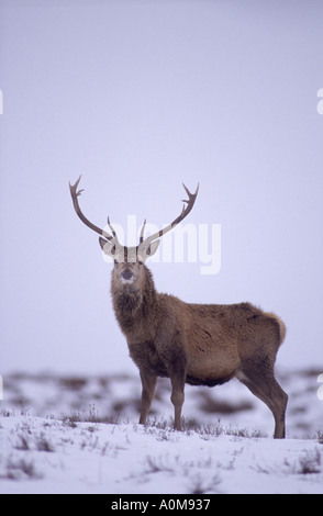 Red Deer Stags foraggio a bassa massa d'inverno. GMM 1322-27 Foto Stock