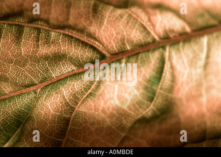 Giovani retroilluminato maple leaf Foto Stock