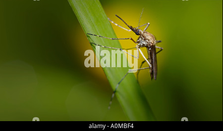 Una zanzara arroccato su di una levetta di erba Foto Stock