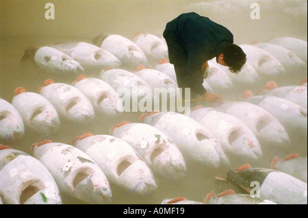 Ispezione del tonno congelato presso il Mercato del Pesce di Tsukiji Tokyo Giappone Foto Stock