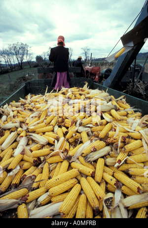 1 Un giovane amish girl guides cavallo carro giallo di raccolta mais alimentazione Lancaster PA Pennsylvania Foto Stock