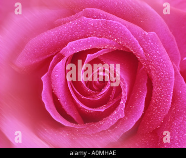 FLORA: inglese Red Rose (lat: rosa handel) Foto Stock