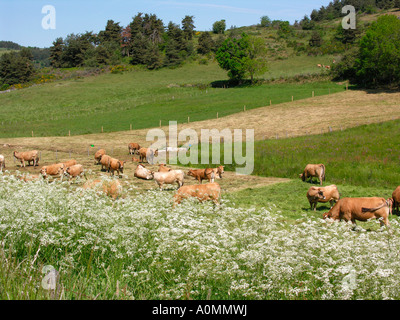 Limousin vacche su prato Foto Stock