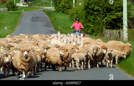 Pecore essendo herded giù per la strada da un agricoltore, Australia. foto da Bruce Miller 10 2004 Foto Stock