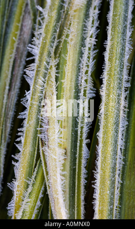 Acorus gramineus Ogon rush giapponese coperto di brina Foto Stock