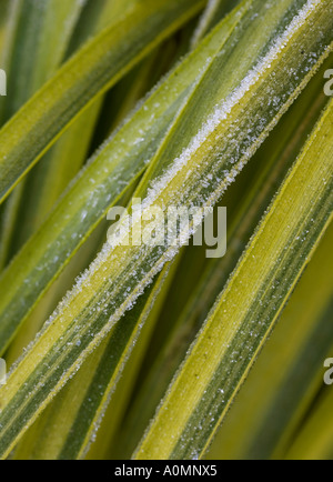 Acorus gramineus Ogon rush giapponese coperto di brina Foto Stock