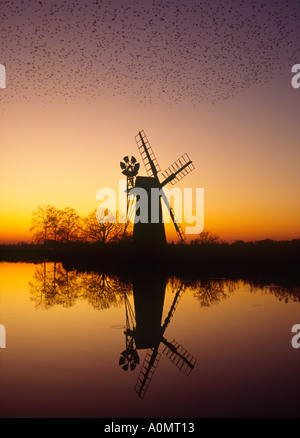 Stormo di storni al tramonto di volare a roost sopra 'Turf Fen Mill' a 'Come Hill per il 'Fiume Ant' Norfolk Broads REGNO UNITO Foto Stock